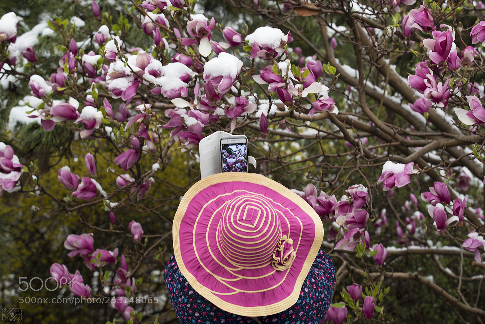 Canon EOS-1D X Mark II sample photo. Purple attraction photography