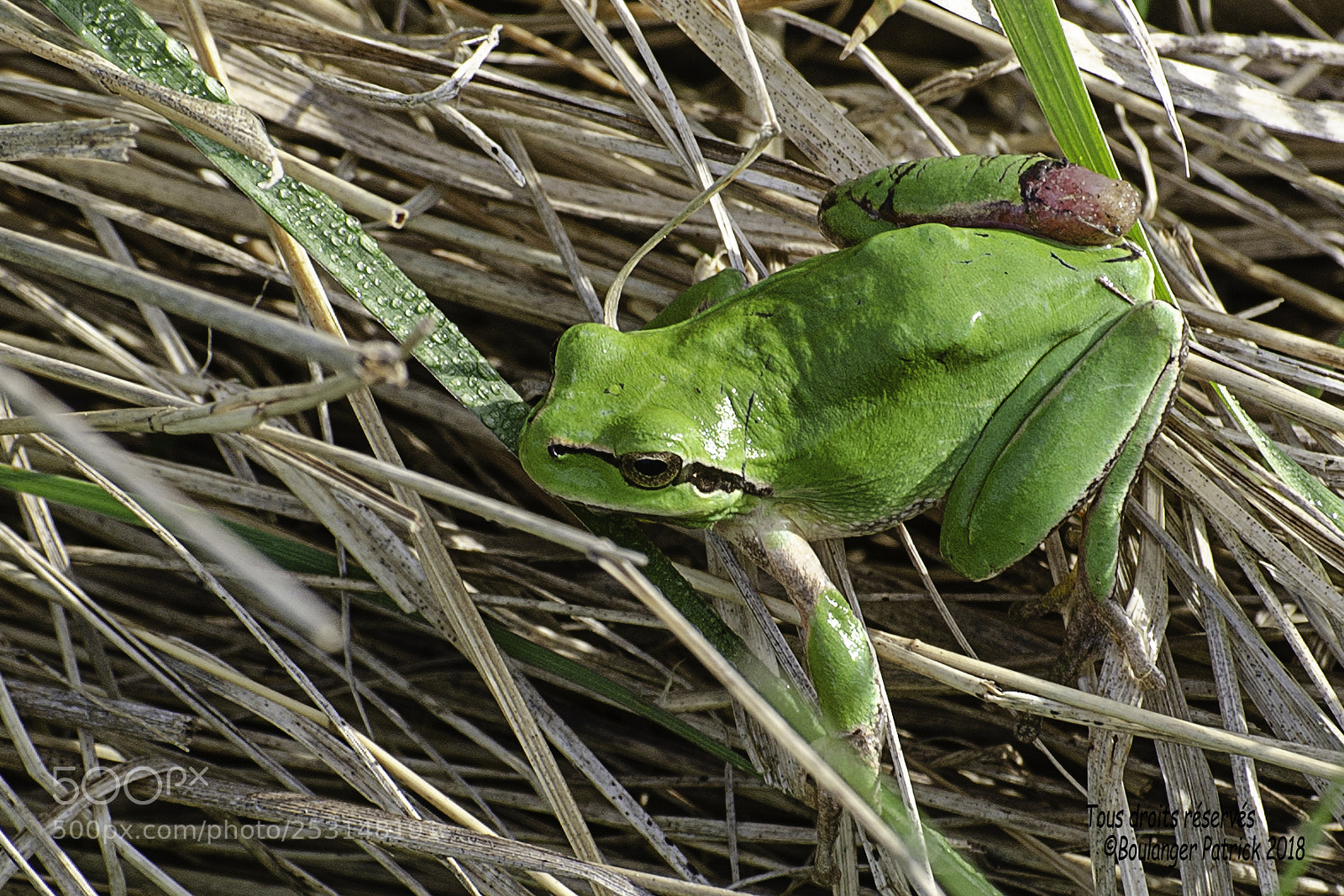 Nikon D7000 sample photo. Grenouille photography