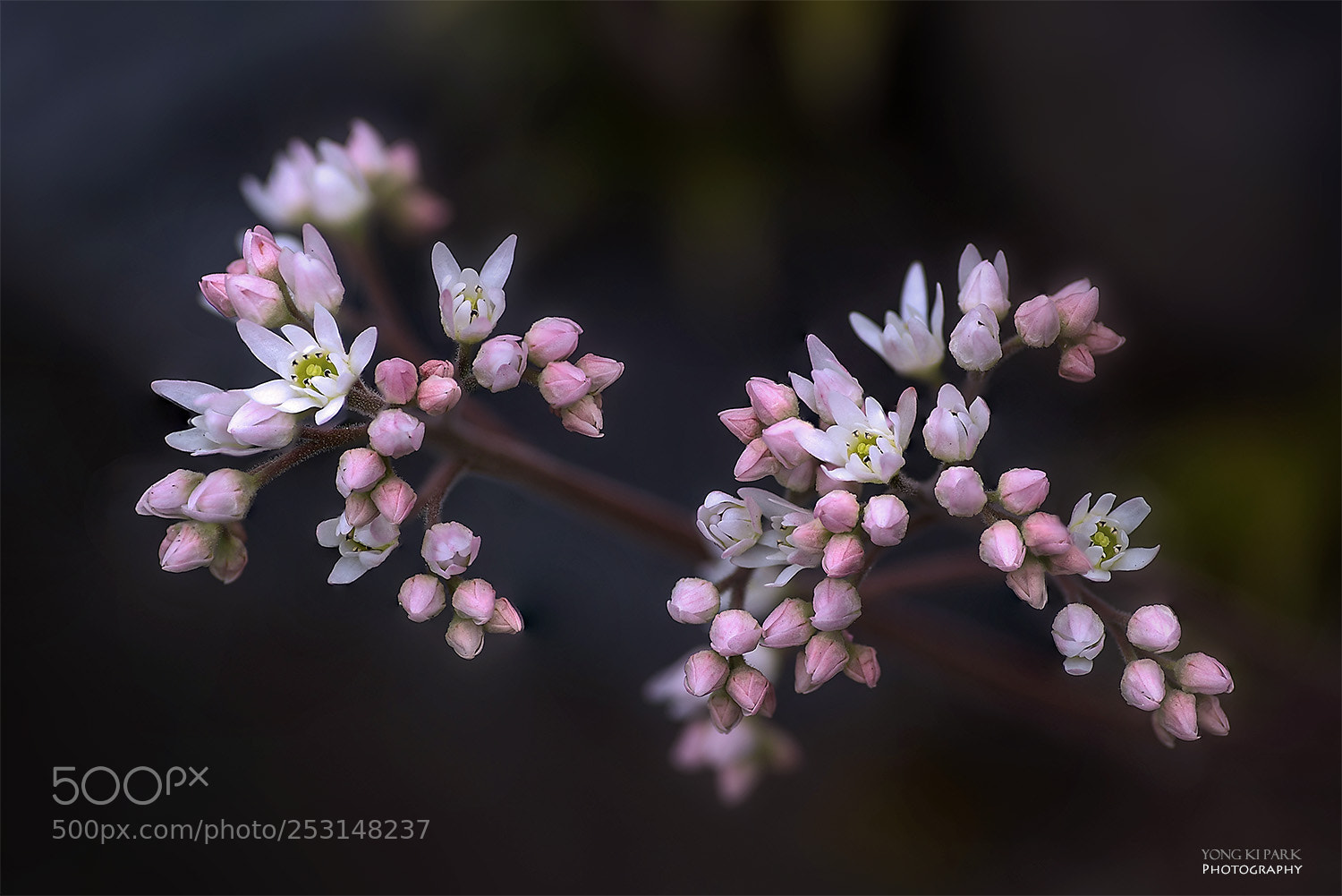Pentax K-1 sample photo. Spring again-15 photography