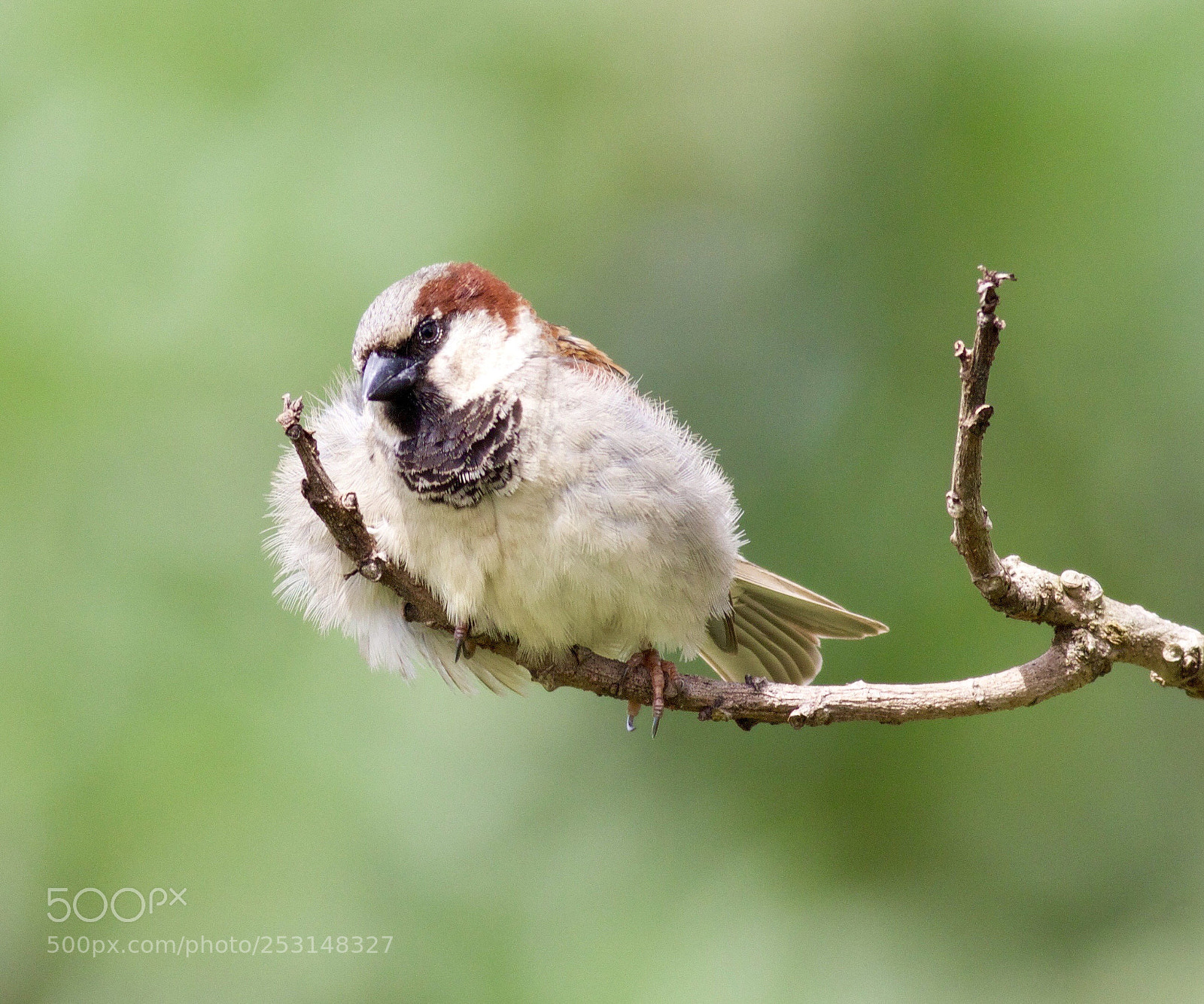 Canon EOS 80D sample photo. Sleepy bird photography
