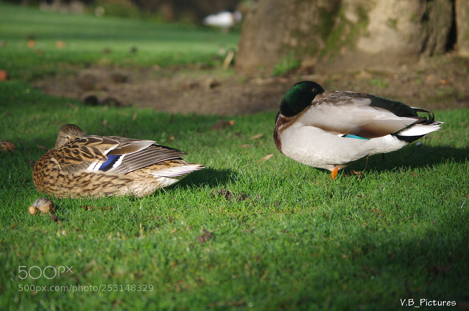 Pentax K-r sample photo. Untitled photography