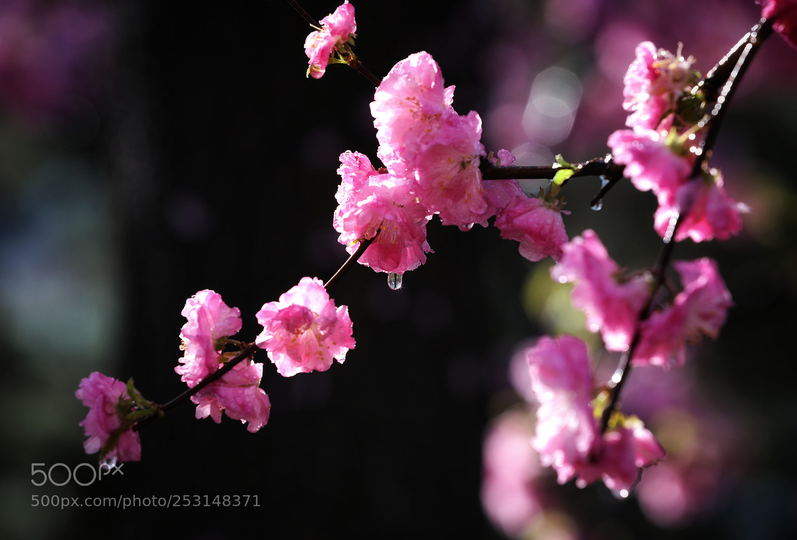 Canon EOS 5D Mark IV sample photo. 西府海棠 photography