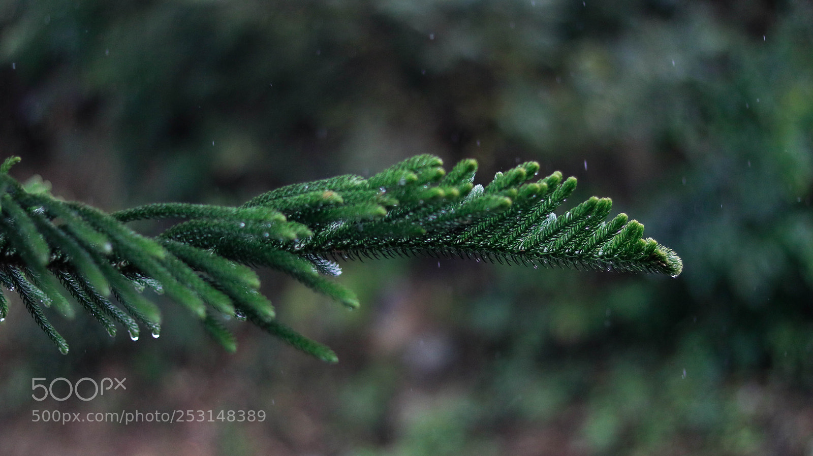 Canon EOS 750D (EOS Rebel T6i / EOS Kiss X8i) sample photo. Mg photography