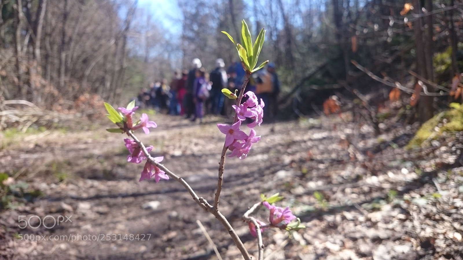 Sony Xperia Z2 sample photo. Divlji jorgovan photography