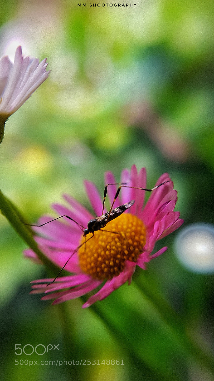 Samsung Galaxy S8+ sample photo. The hunt photography