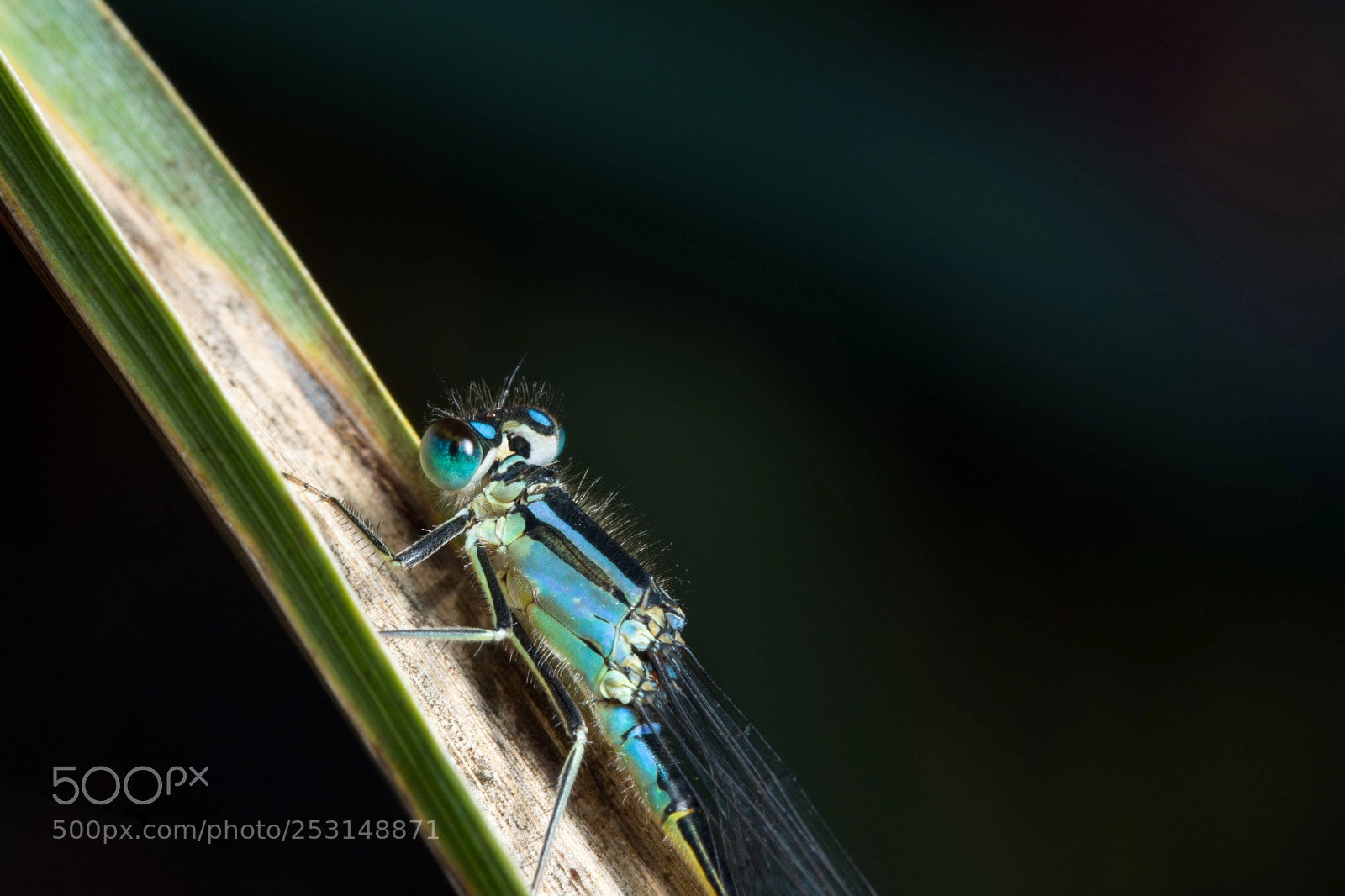 Nikon D7200 sample photo. Damselfly photography
