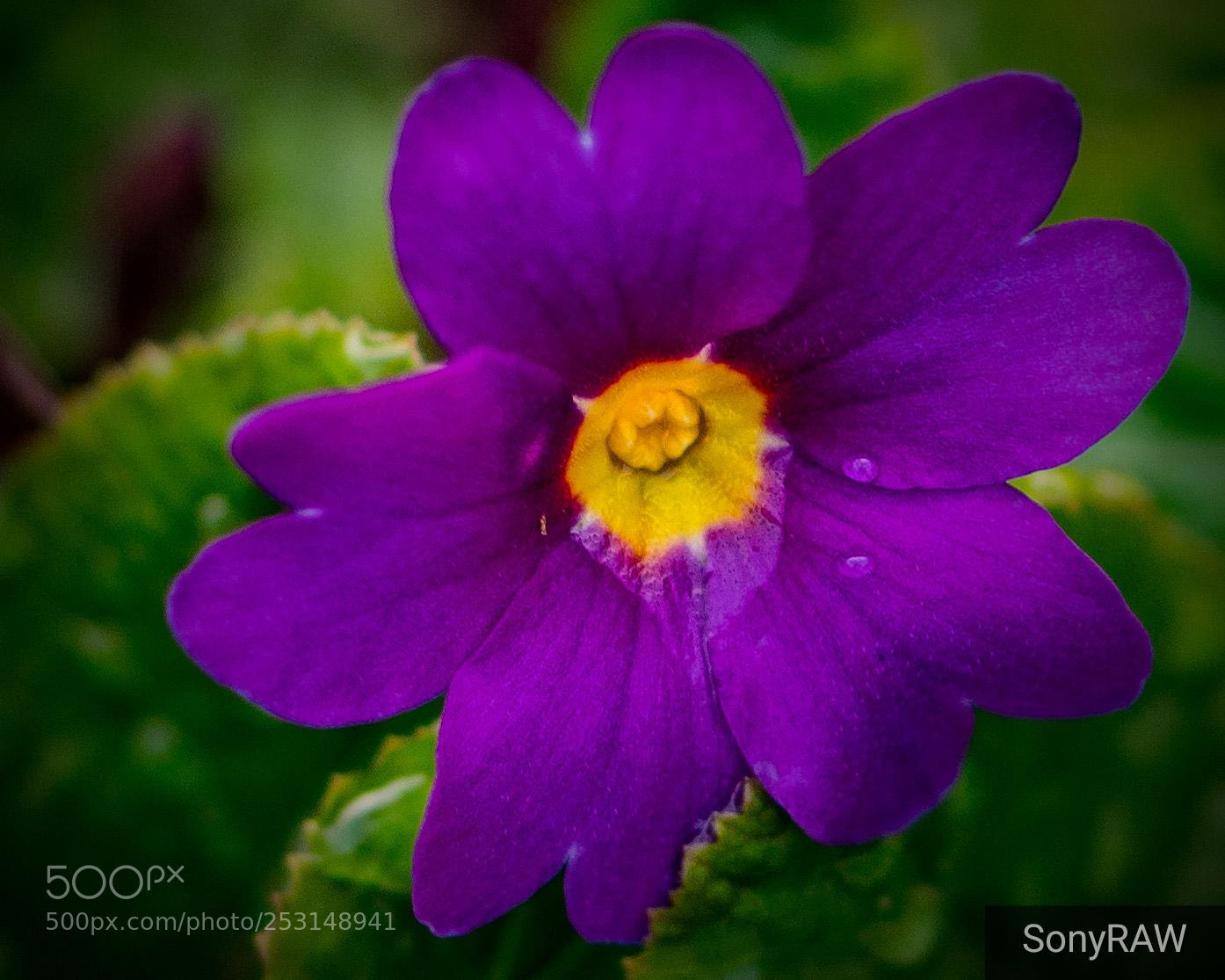 Sony a6500 sample photo. Purple after rain photography