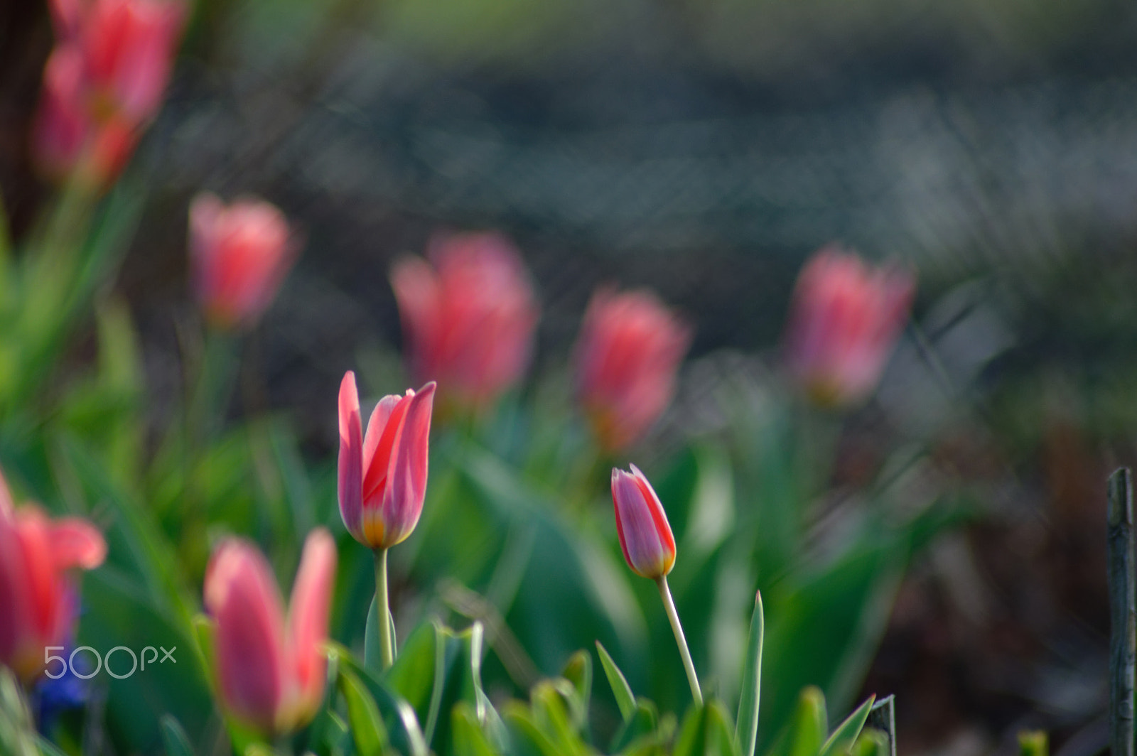 Nikon AF Nikkor 70-300mm F4-5.6G sample photo. Hello, spring! photography
