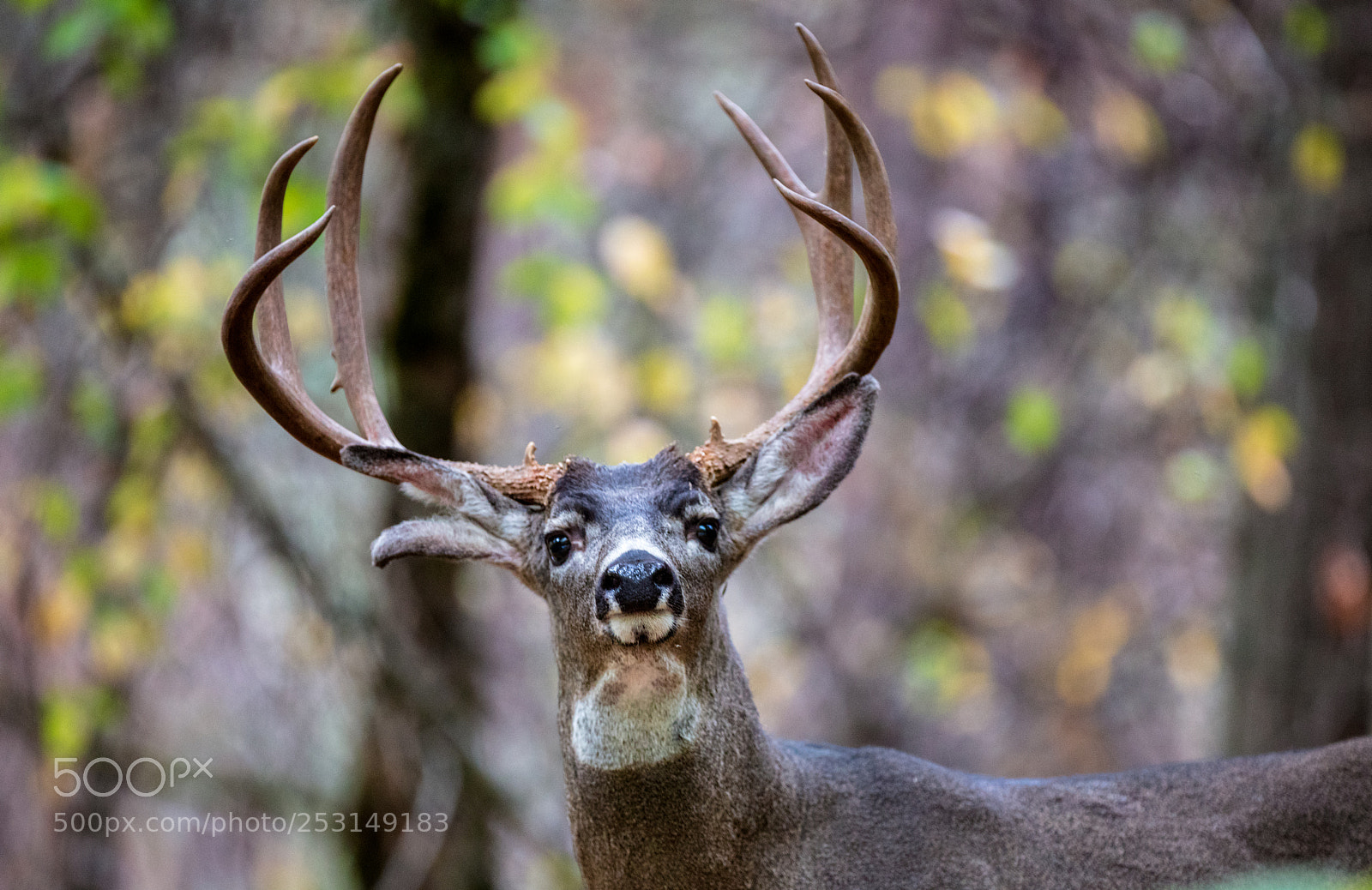 Canon EOS 5DS sample photo. Deer! photography