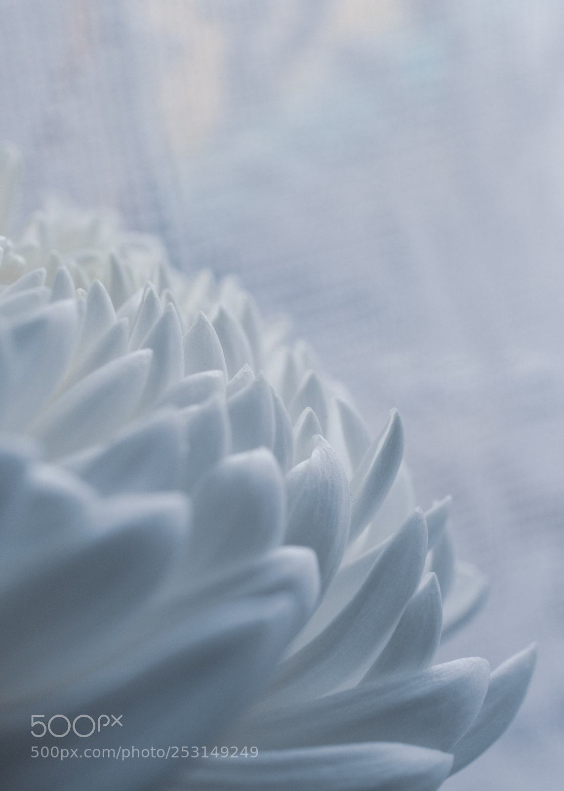 Nikon D5100 sample photo. Chrysanthemum photography