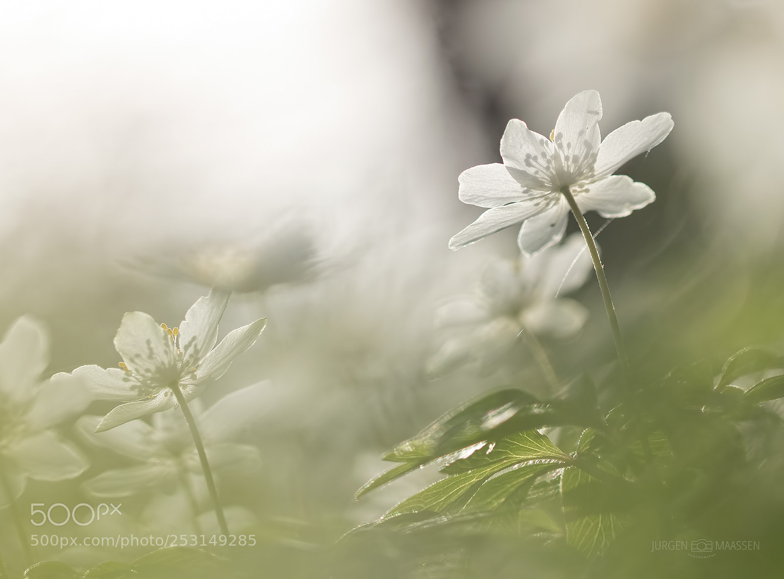 Canon EOS 7D Mark II sample photo. Wood anemone. photography