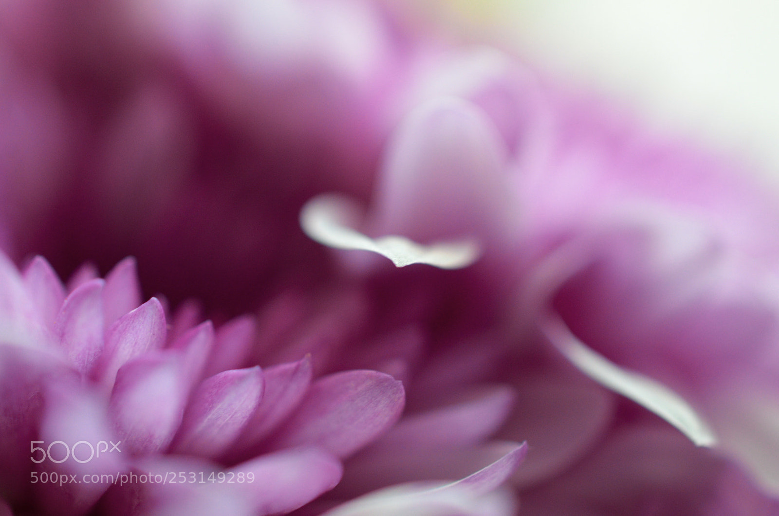 Nikon D5100 sample photo. Chrysanthemum photography