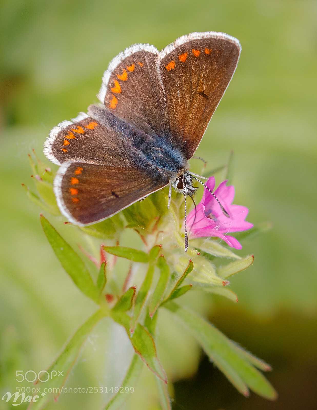 Canon EOS 70D sample photo. Brown argus-bruin blauwtje photography