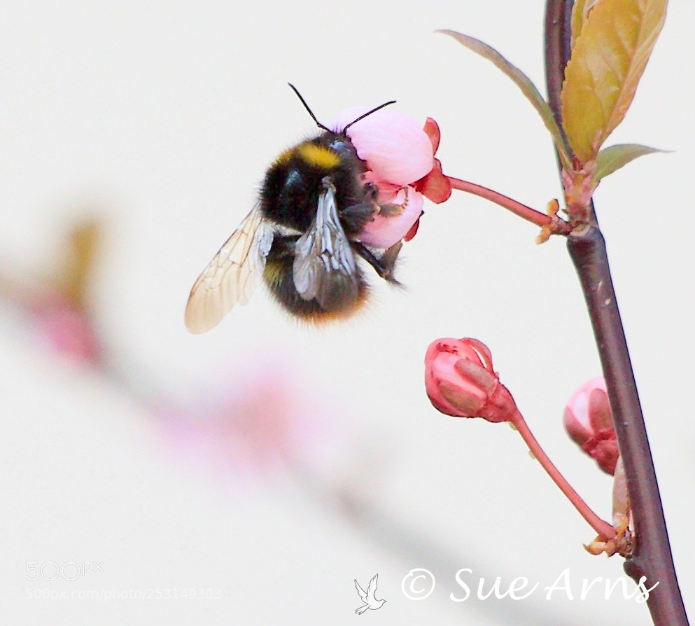 Canon EOS-1D X Mark II sample photo. Bumblebee photography