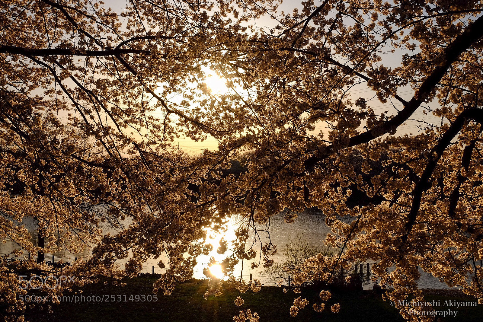 Fujifilm X-T1 sample photo. Sakura of yakushigaike park. photography