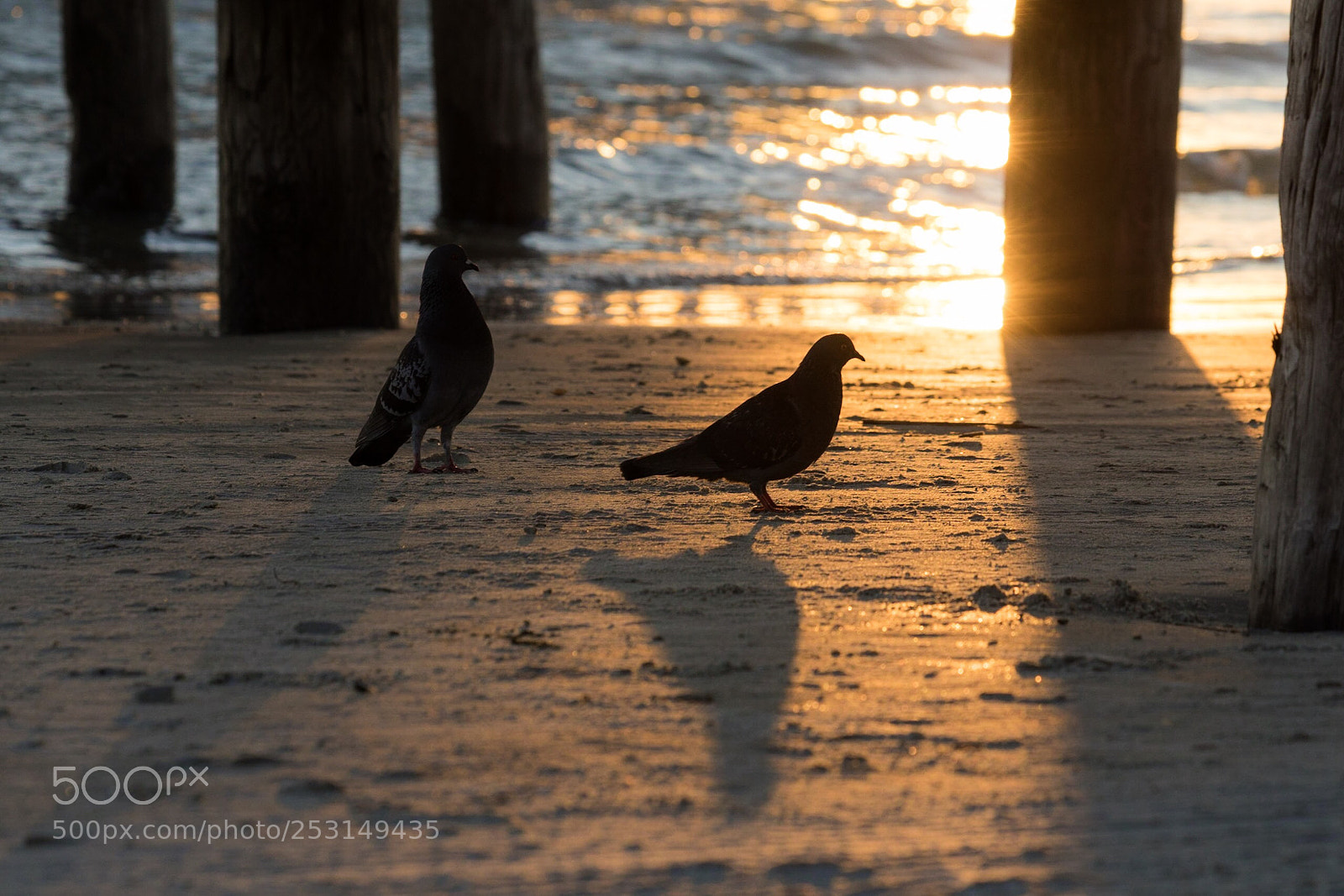 Canon EOS 5D Mark IV sample photo. Early morning shadows photography