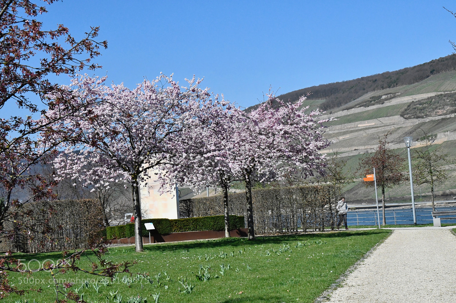Nikon D7500 sample photo. Cherry blossom three trees photography