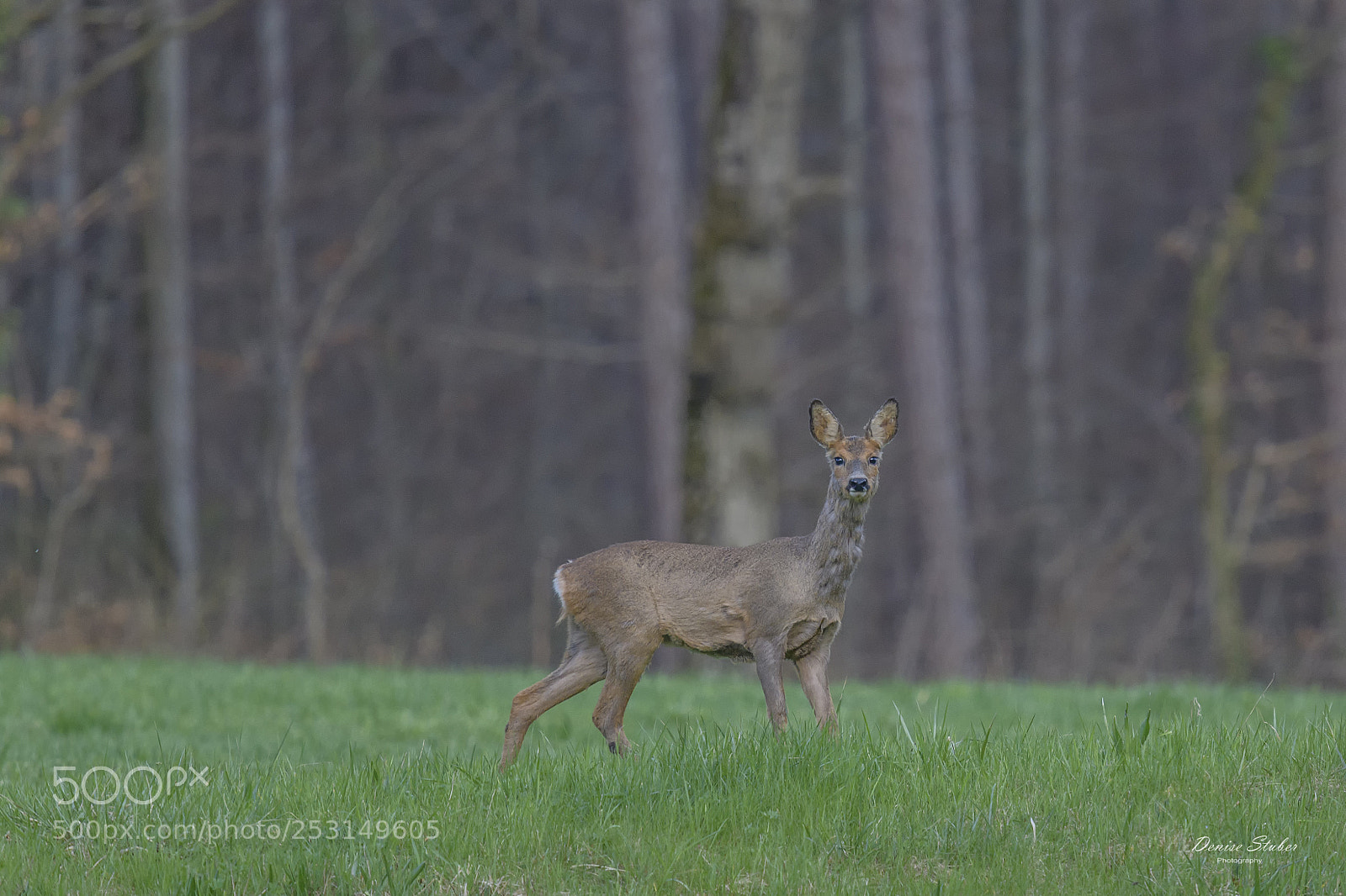 Nikon D850 sample photo. Reh am abend photography