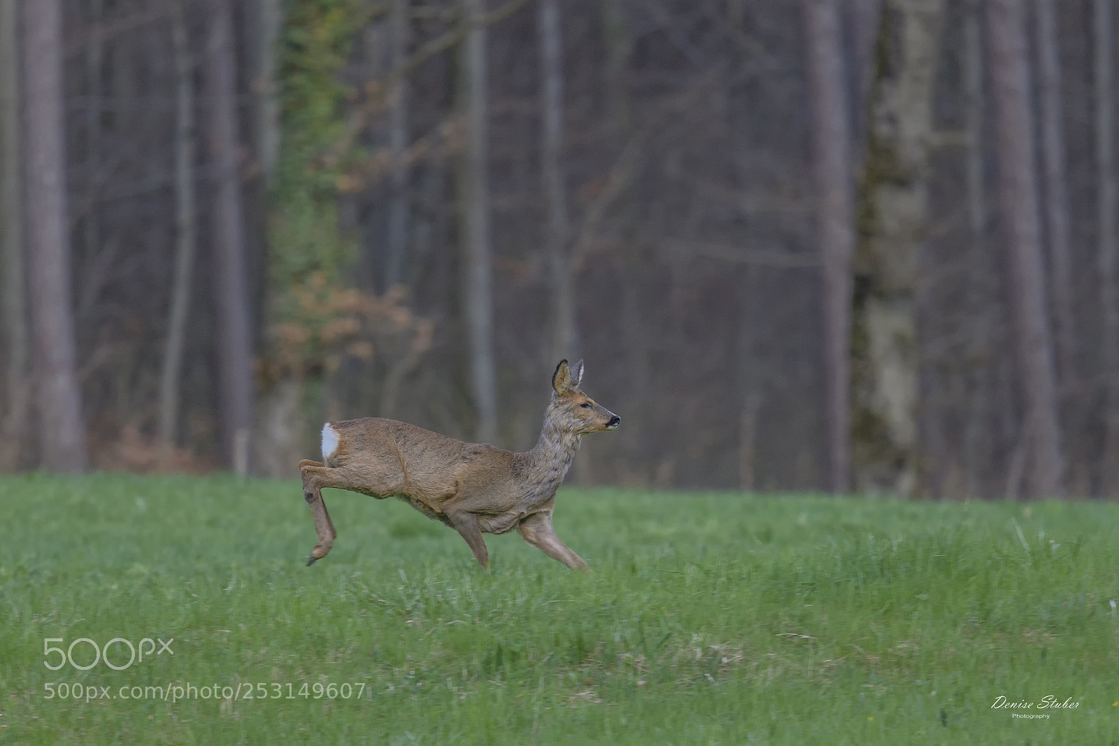 Nikon D850 sample photo. Reh am abend photography