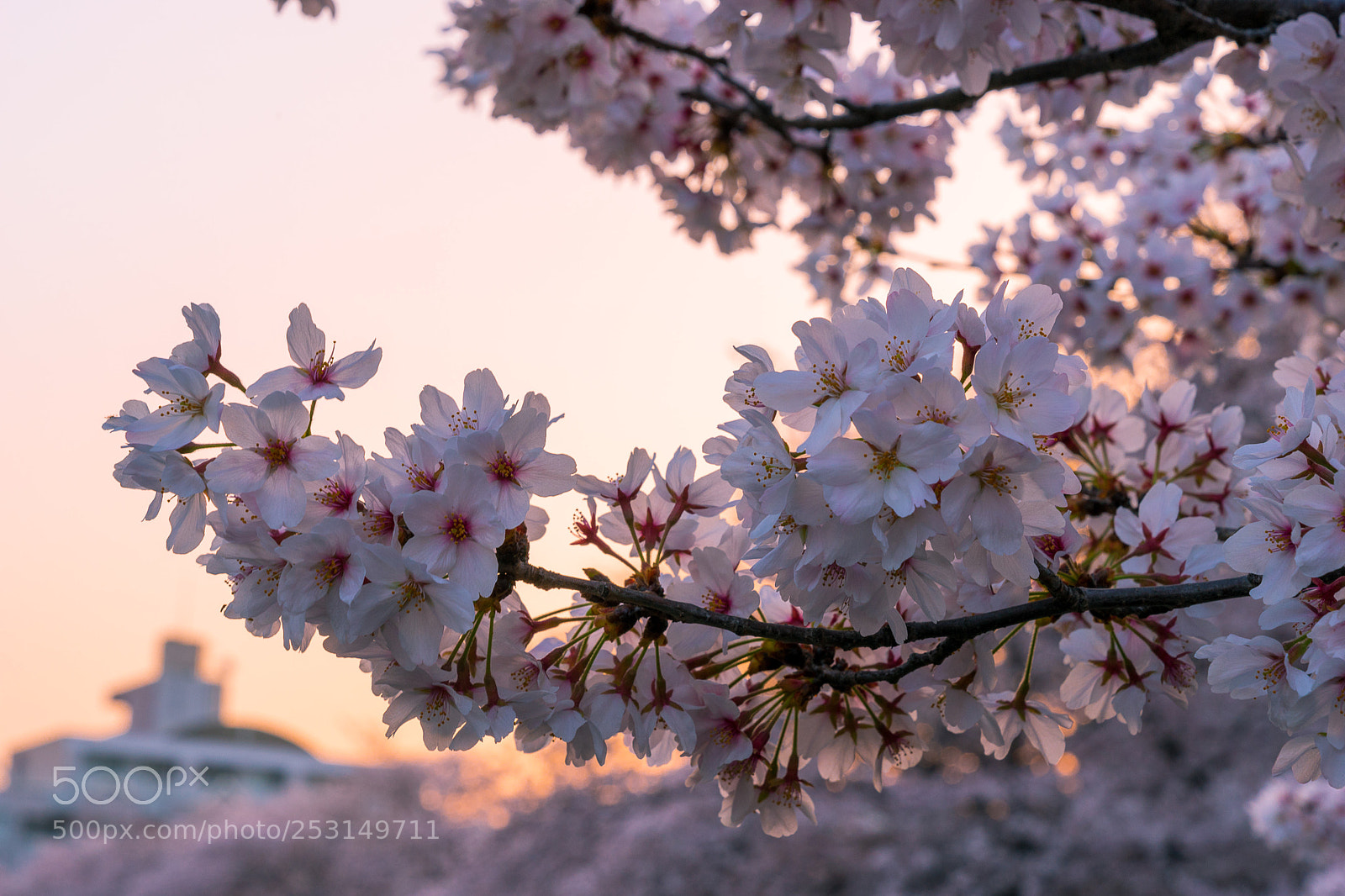 Sony a7 II sample photo. Untitled photography