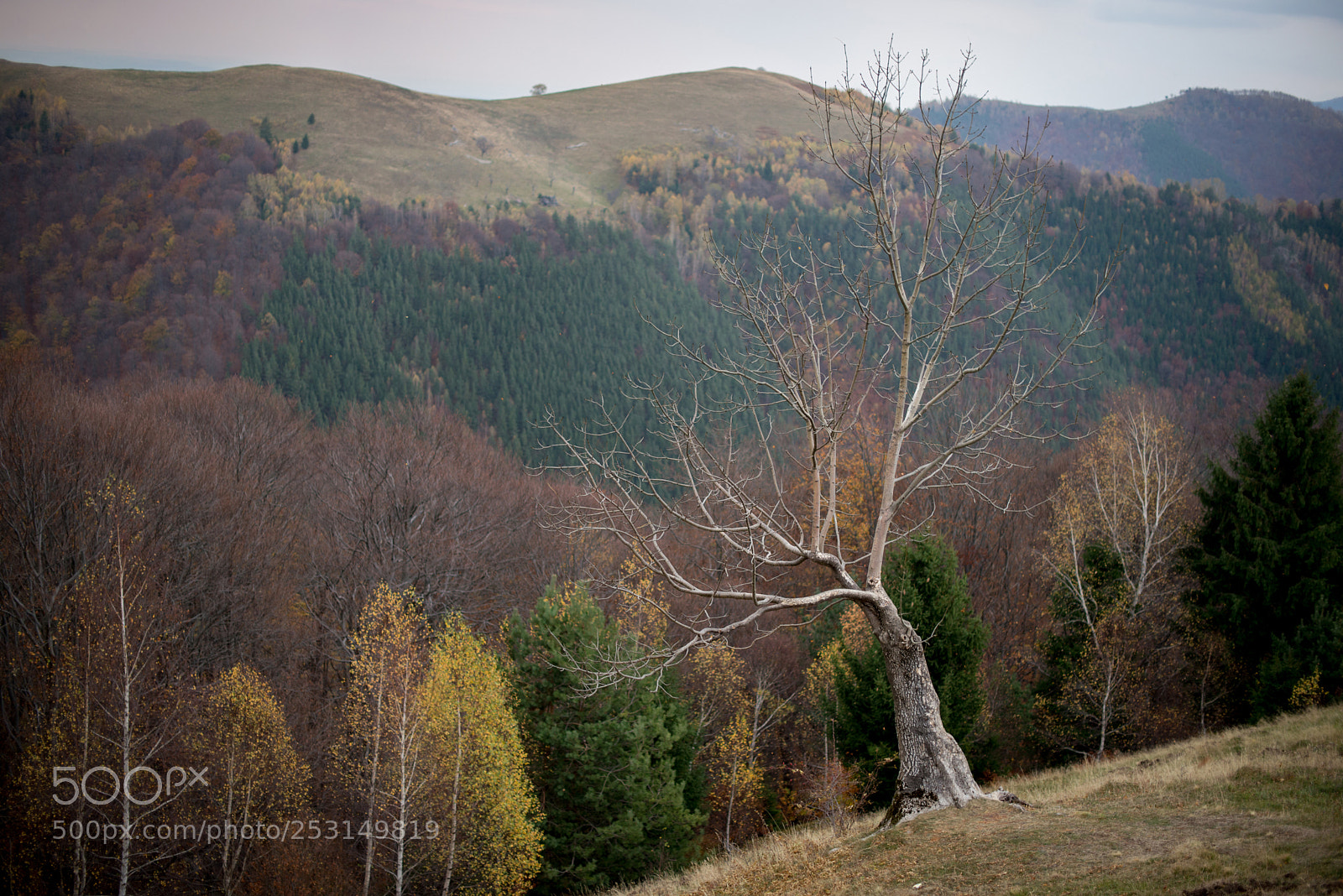 Nikon D610 sample photo. Perfect tree in autumn photography