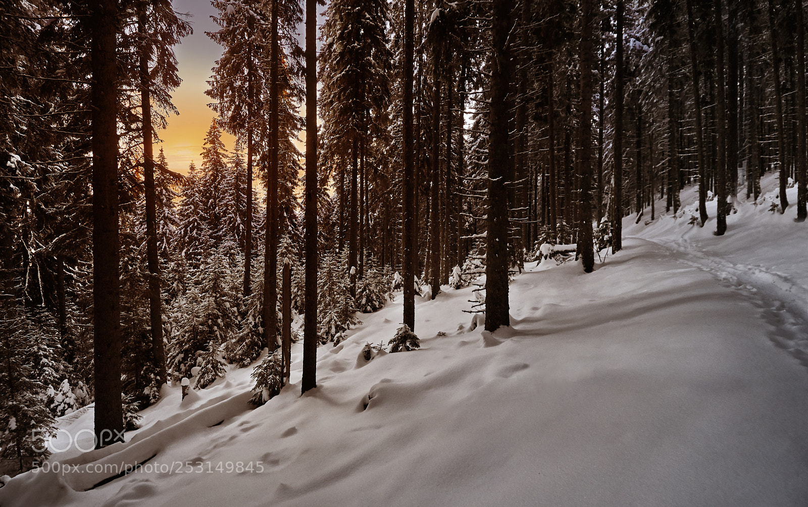 Nikon D90 sample photo. Twilight in the woods photography