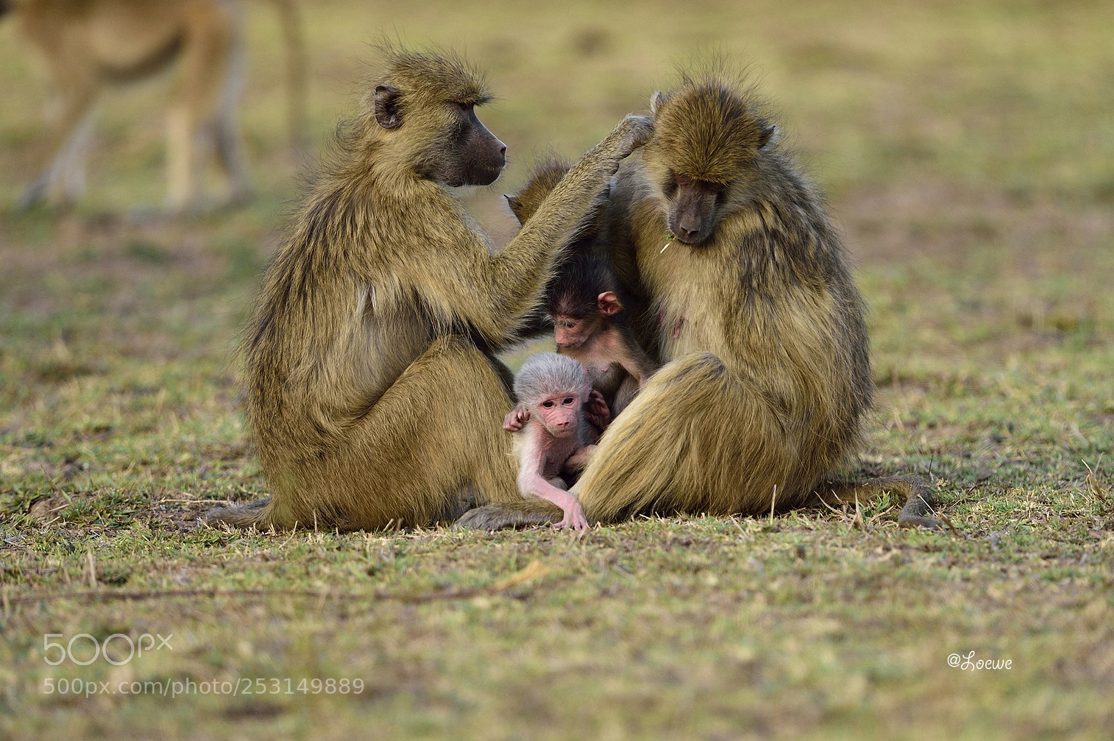 Nikon D4S sample photo. White baboon photography