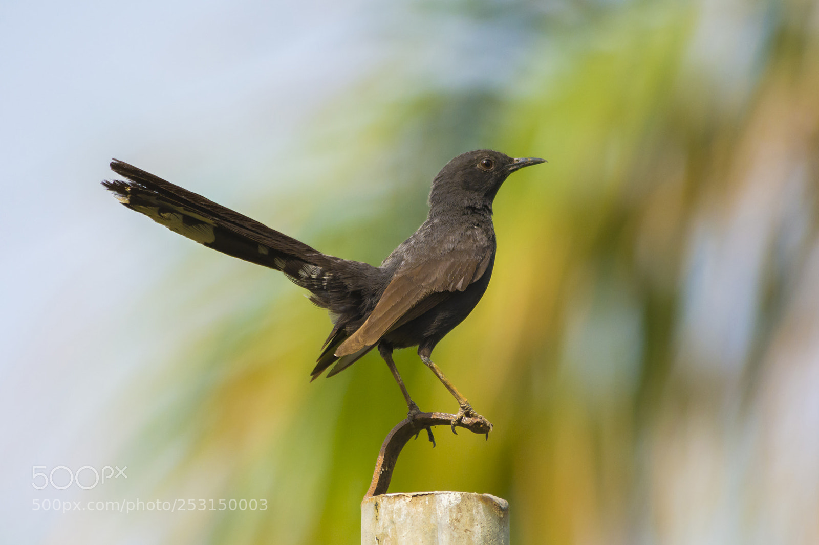 Nikon D7100 sample photo. Black scrub robin photography