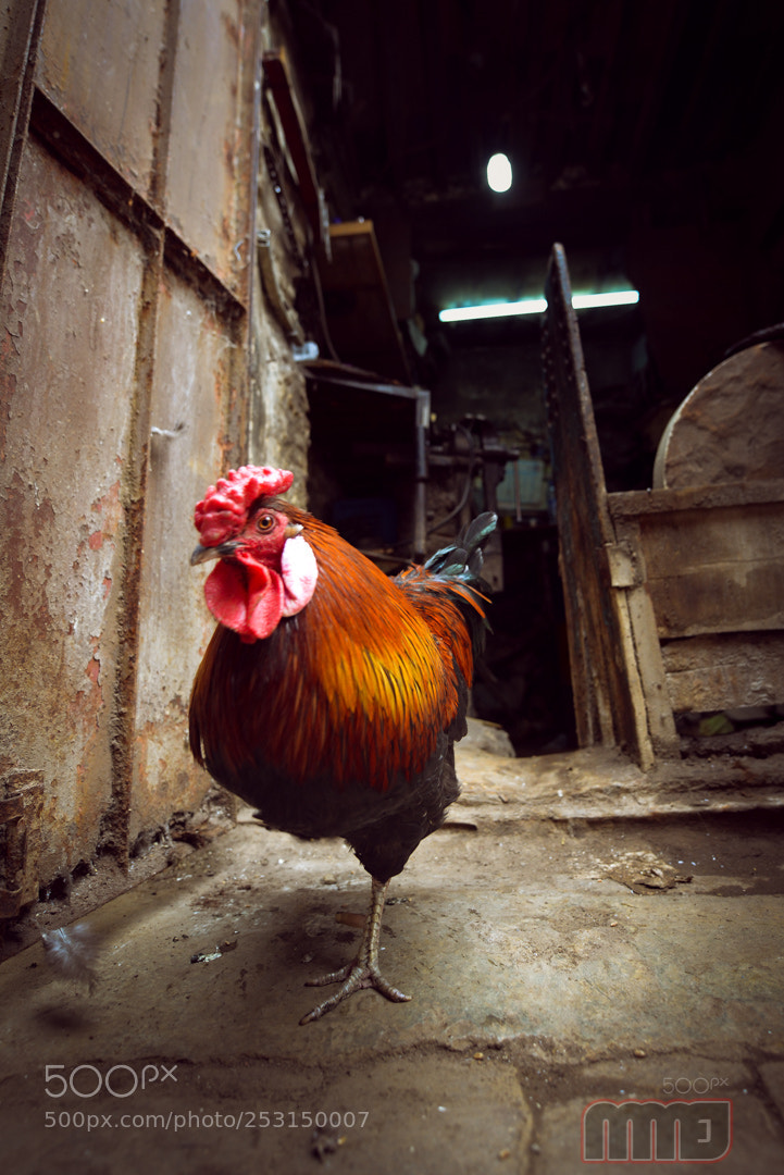 Nikon D800 sample photo. A cock in fez photography