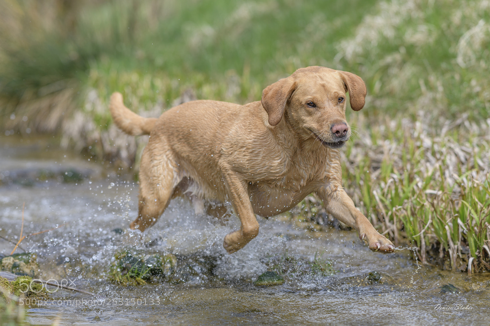 Nikon D850 sample photo. Labrador hat badespass photography