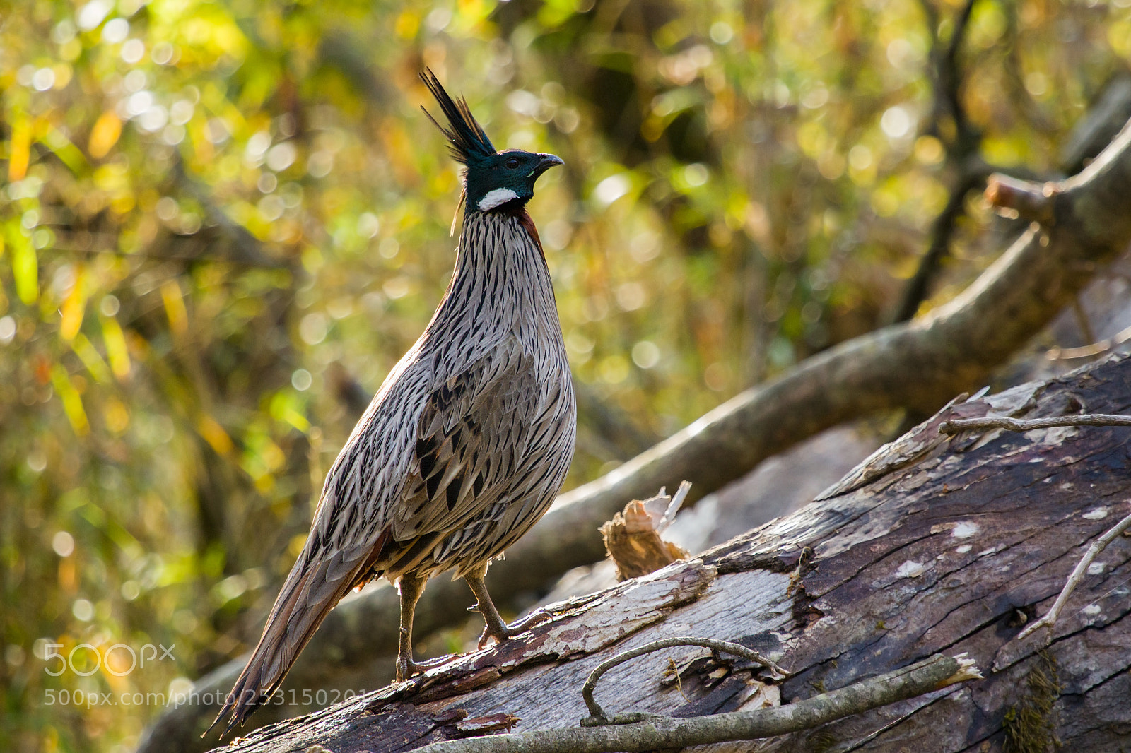 Canon EOS 7D sample photo. Male koklass pheasant photography