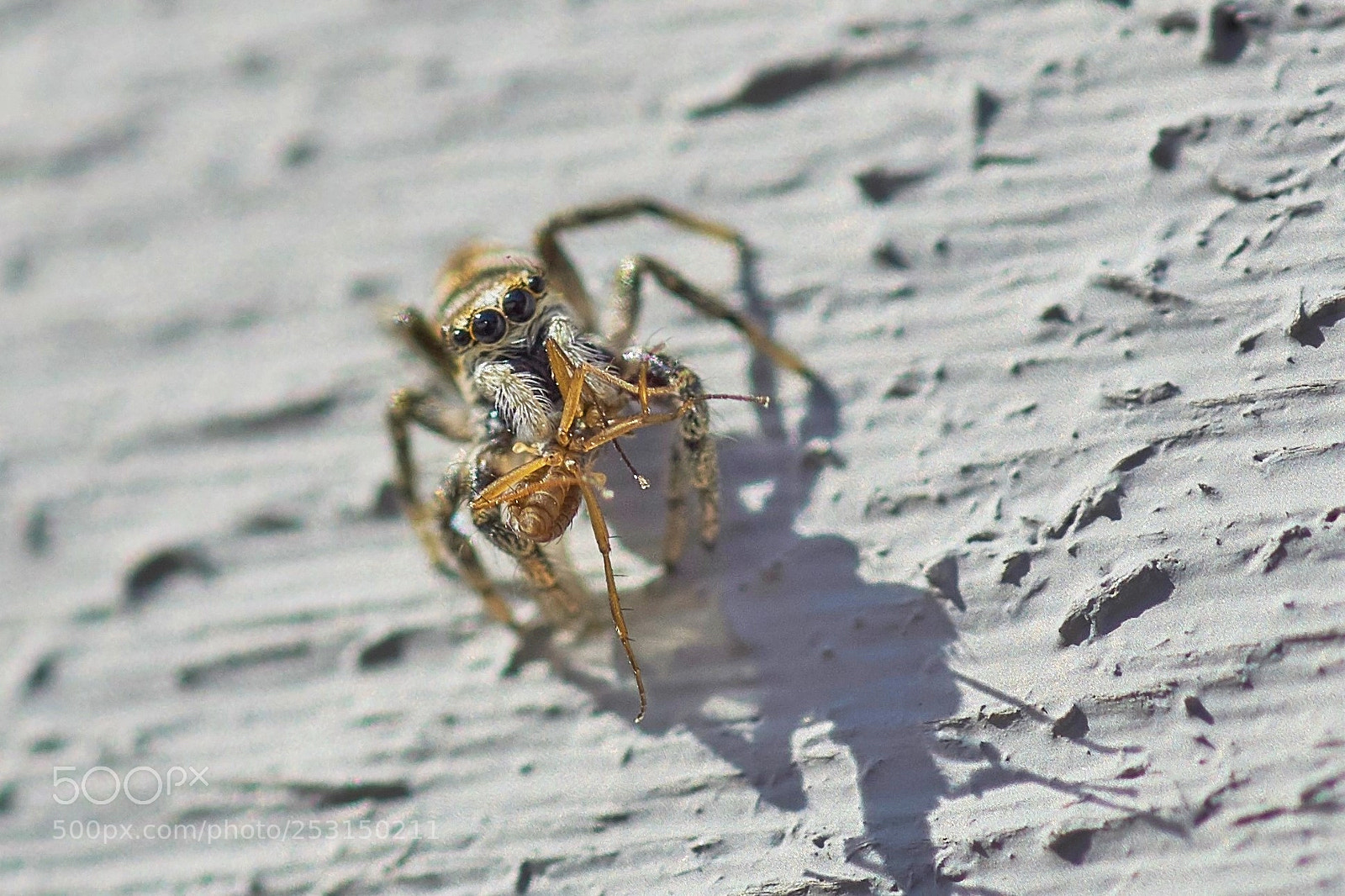 Sony ILCA-77M2 sample photo. Salticus scenicus with prey photography