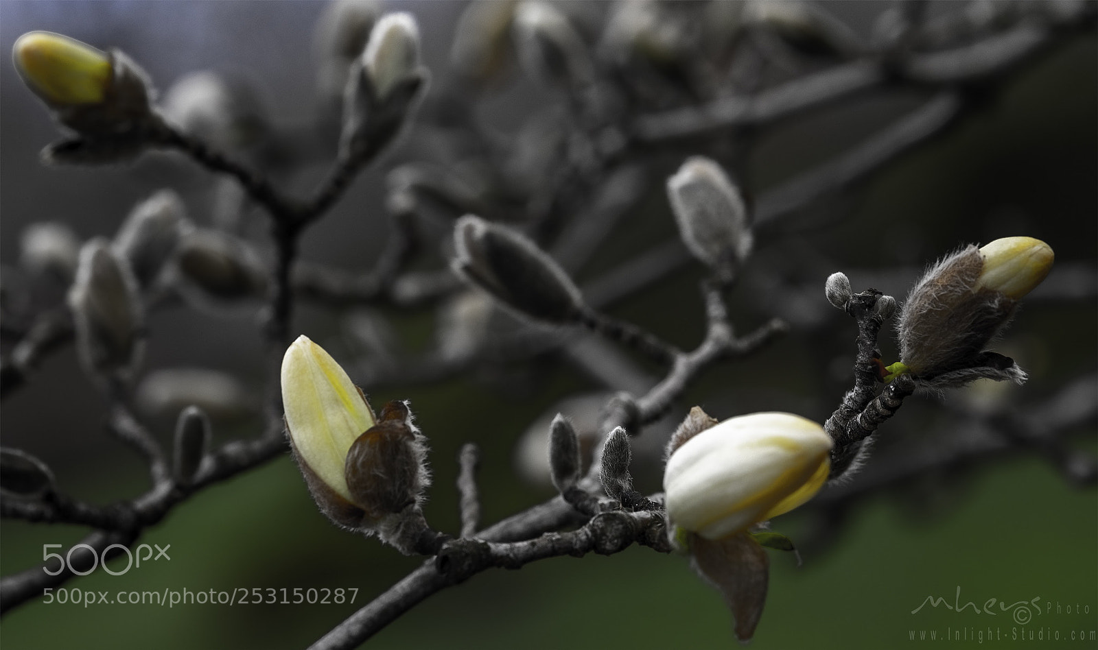 Nikon D850 sample photo. Untitled photography