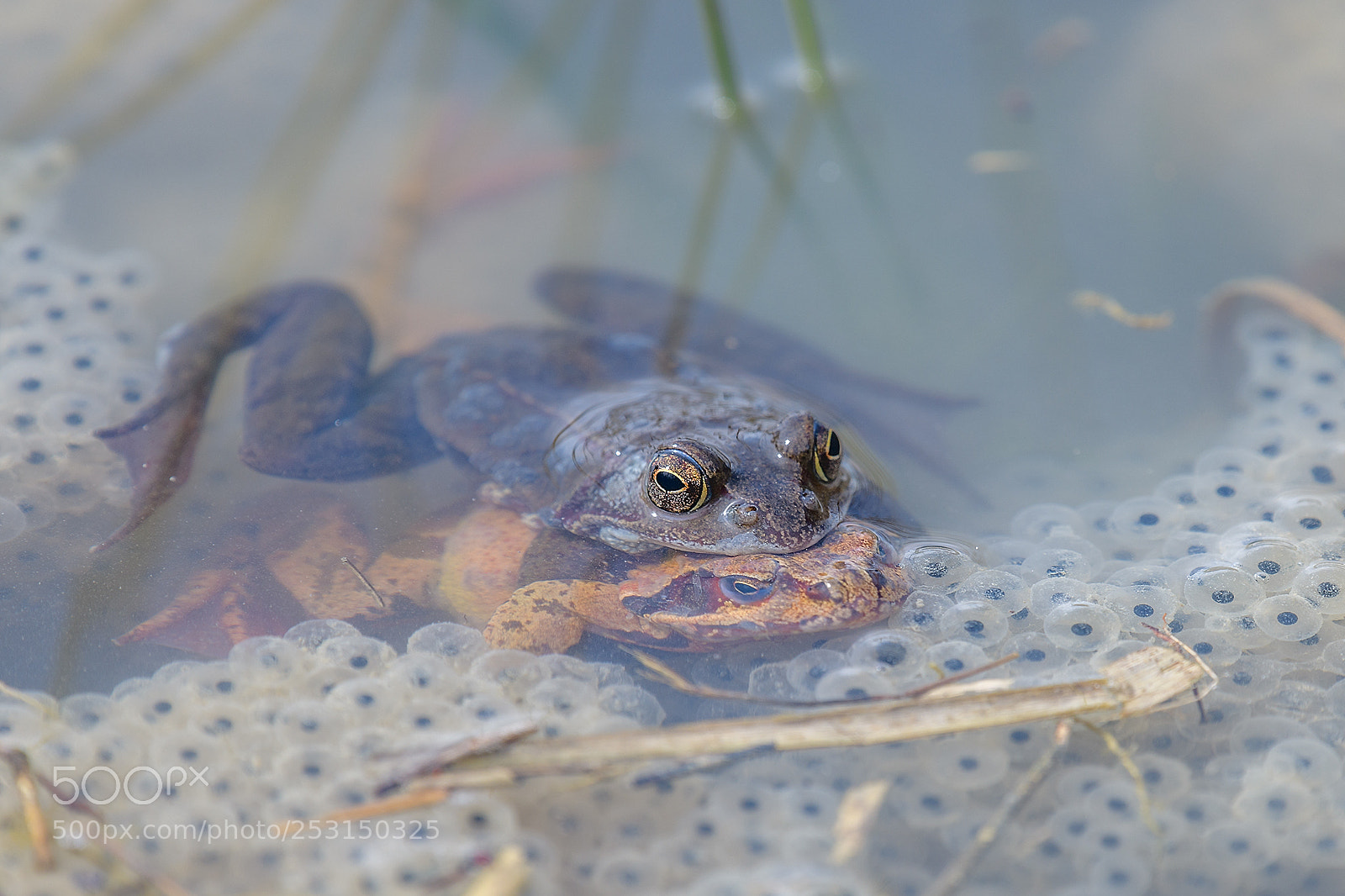 Nikon D850 sample photo. Am froschteich photography
