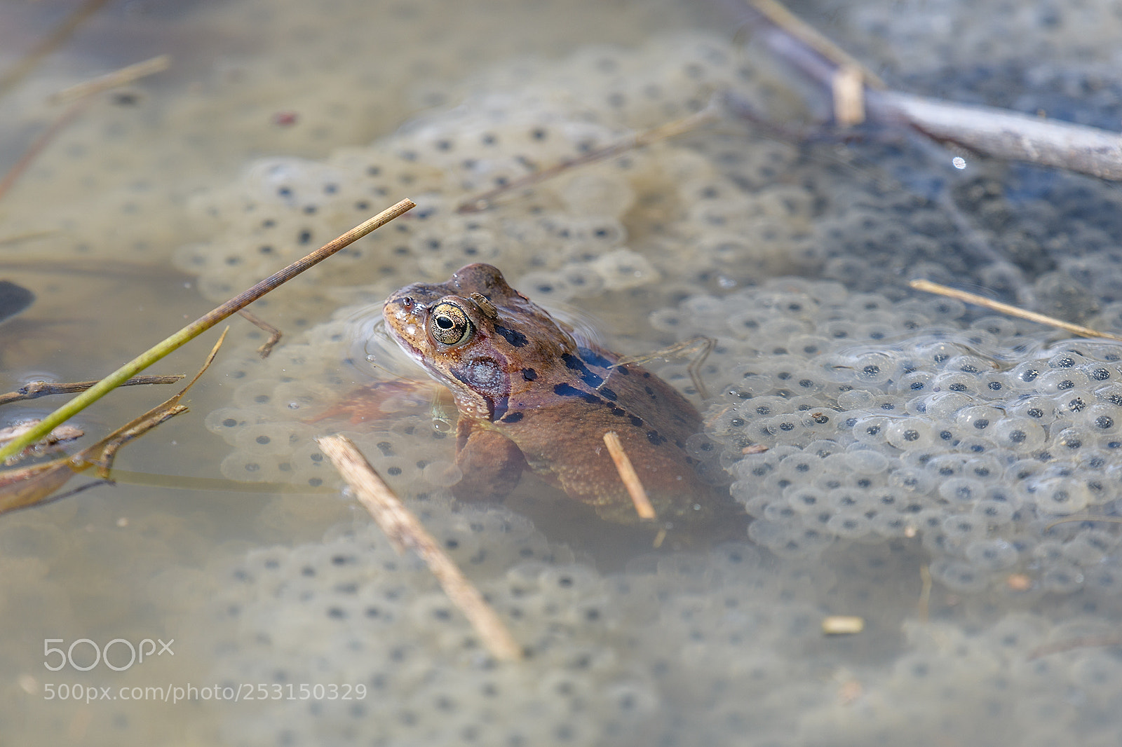 Nikon D850 sample photo. Am froschteich photography