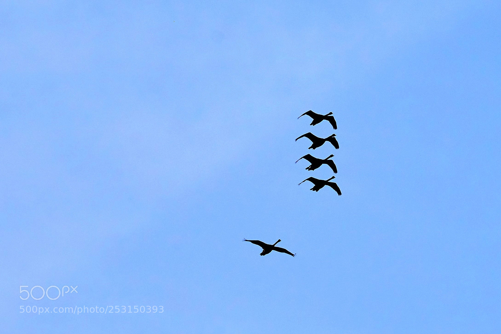 Sony a7 II sample photo. A flock of swan photography