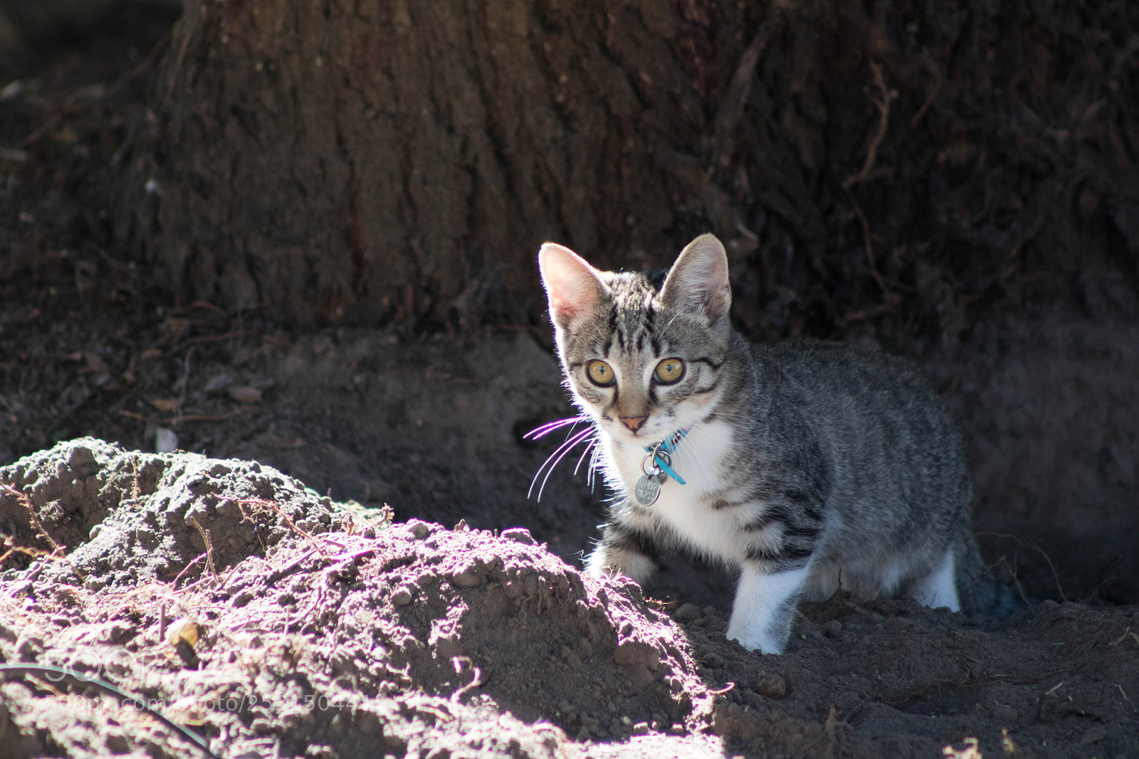 Canon EOS 750D (EOS Rebel T6i / EOS Kiss X8i) sample photo. Jack in the garden....no photography