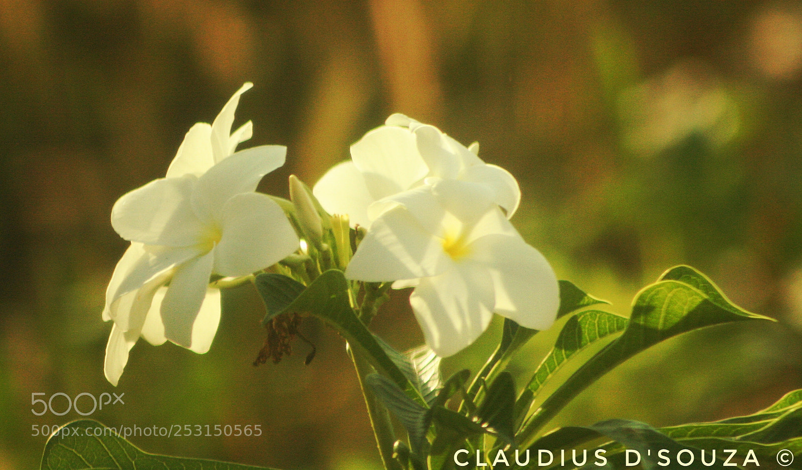 Canon EOS 350D (EOS Digital Rebel XT / EOS Kiss Digital N) sample photo. Flowers.... photography