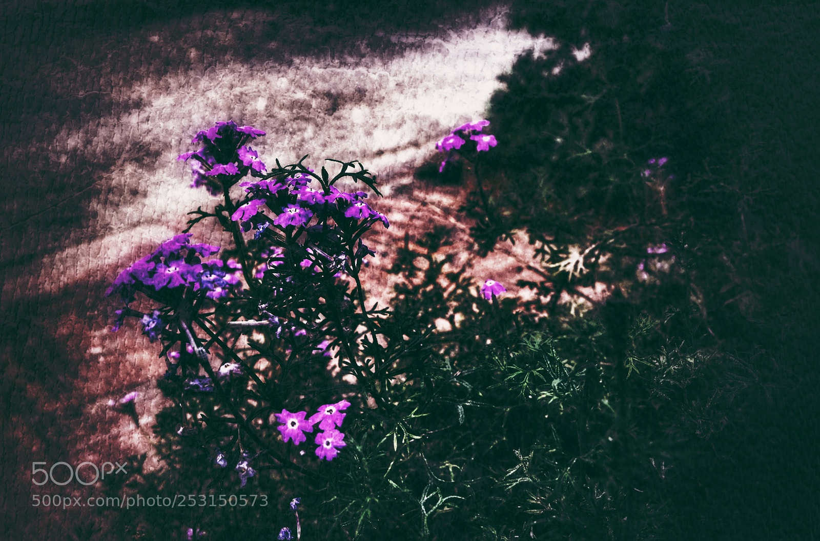 Fujifilm X-E3 sample photo. Purple flower. photography