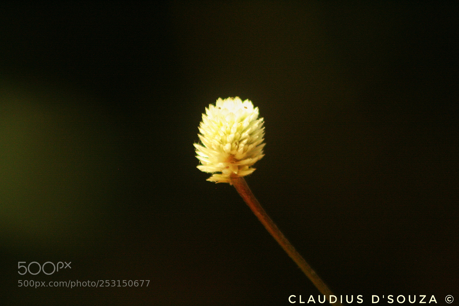 Canon EOS 350D (EOS Digital Rebel XT / EOS Kiss Digital N) sample photo. Bud.... photography