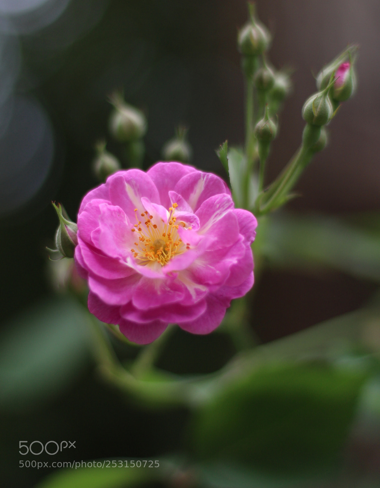 Canon EOS 650D (EOS Rebel T4i / EOS Kiss X6i) sample photo. Untitled photography