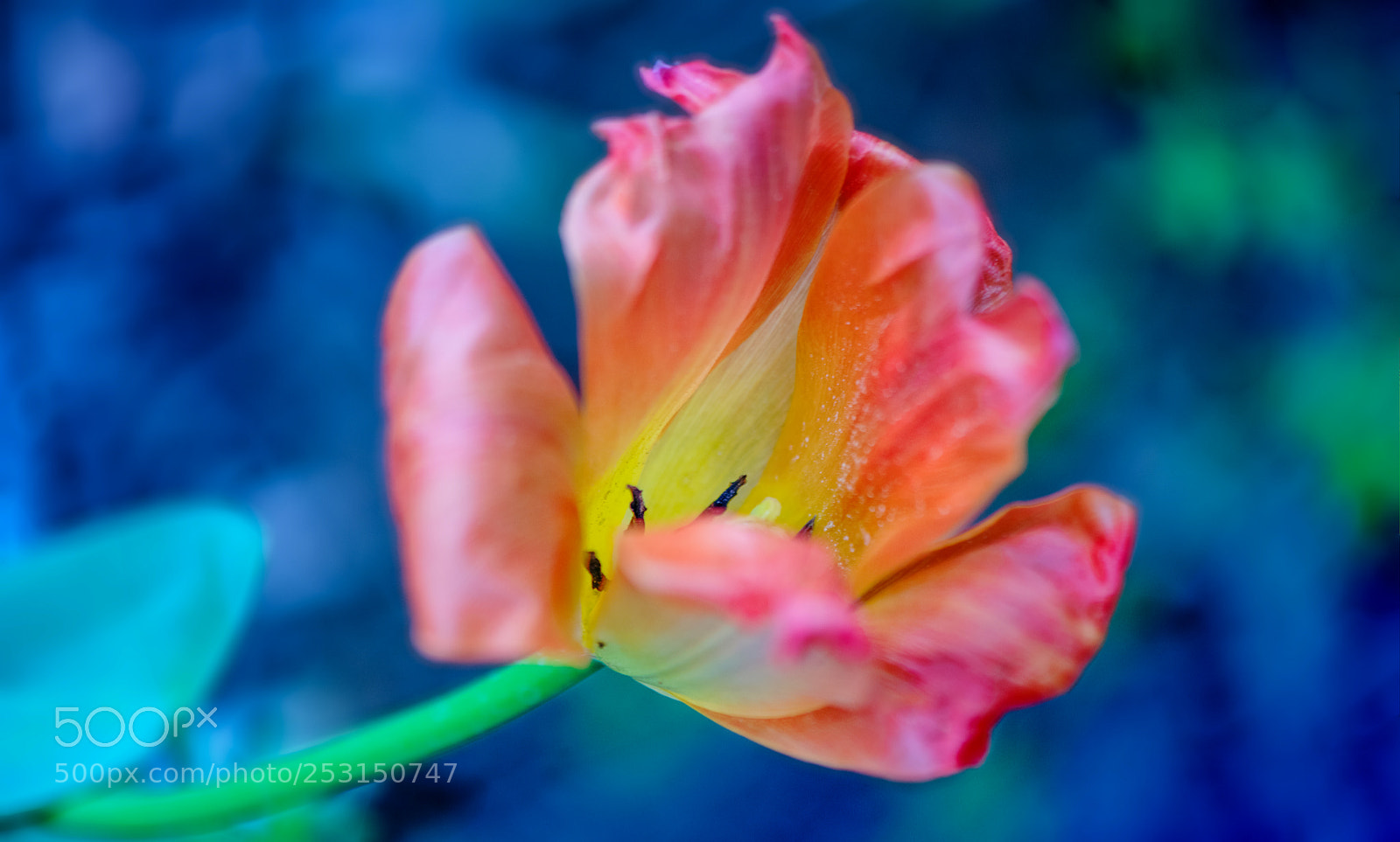 Nikon D850 sample photo. Colors ... photography
