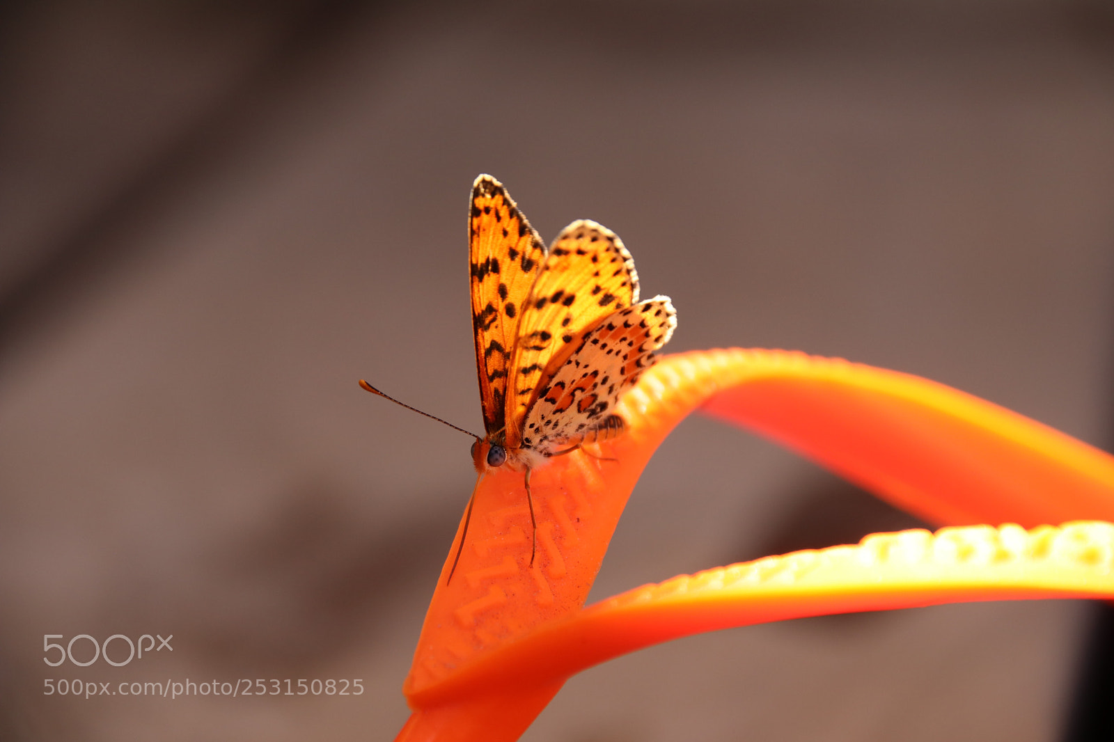 Canon EOS 80D sample photo. Untitled photography