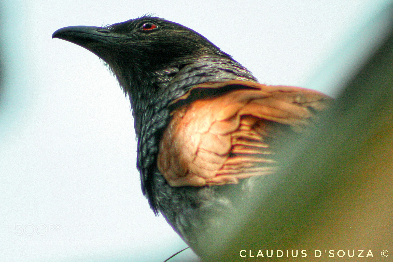 Canon EOS 350D (EOS Digital Rebel XT / EOS Kiss Digital N) sample photo. Eye of the bird.... photography