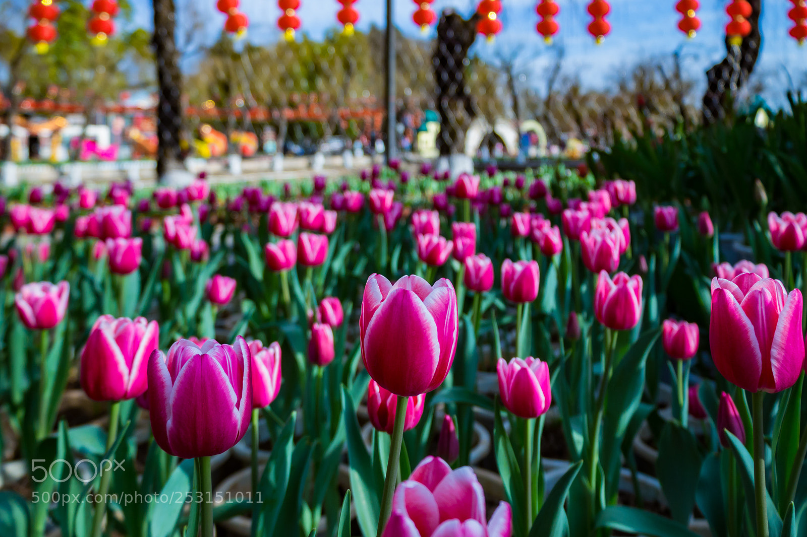 Olympus OM-D E-M10 II sample photo. Spring photography