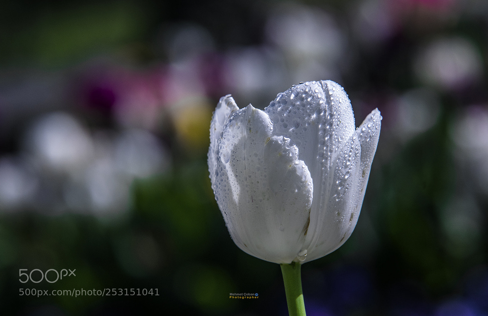 Pentax K-3 II sample photo. Charming white tulip photography