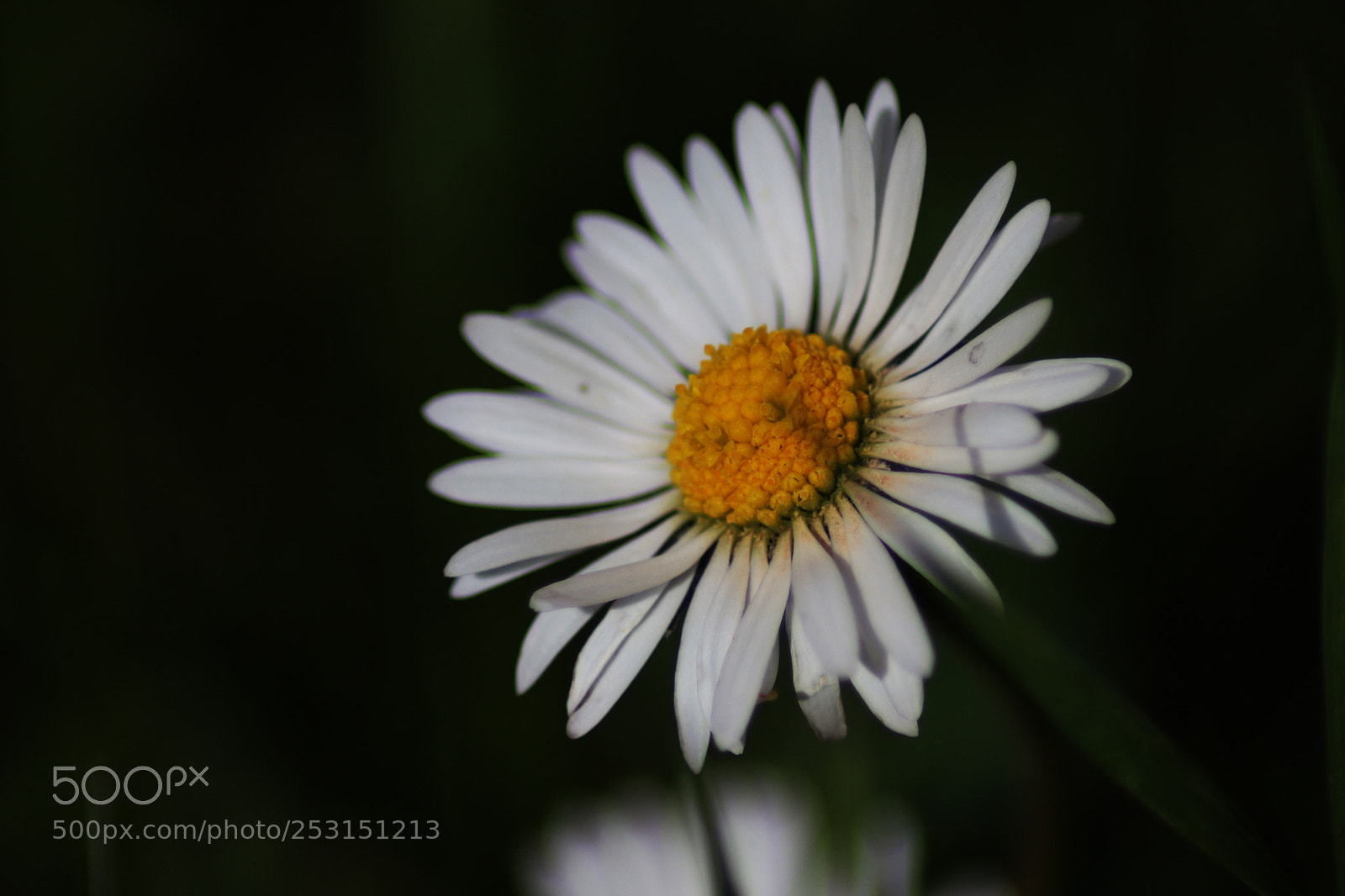 Canon EOS 650D (EOS Rebel T4i / EOS Kiss X6i) sample photo. Untitled photography