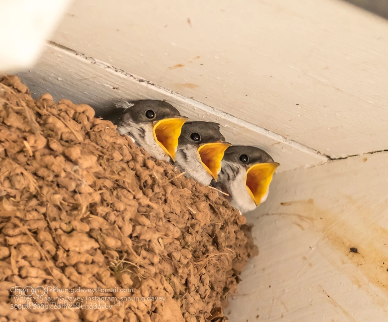 Fujifilm X-T2 sample photo. Three little mouths photography