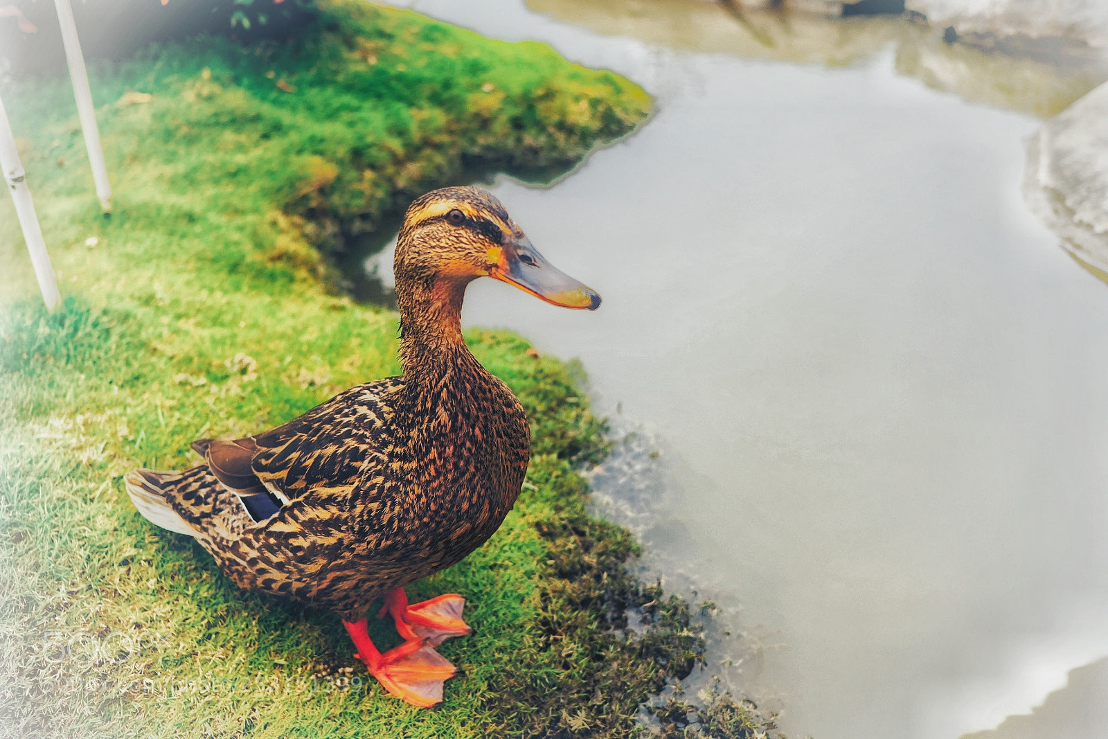 Fujifilm X-E3 sample photo. Duck photography