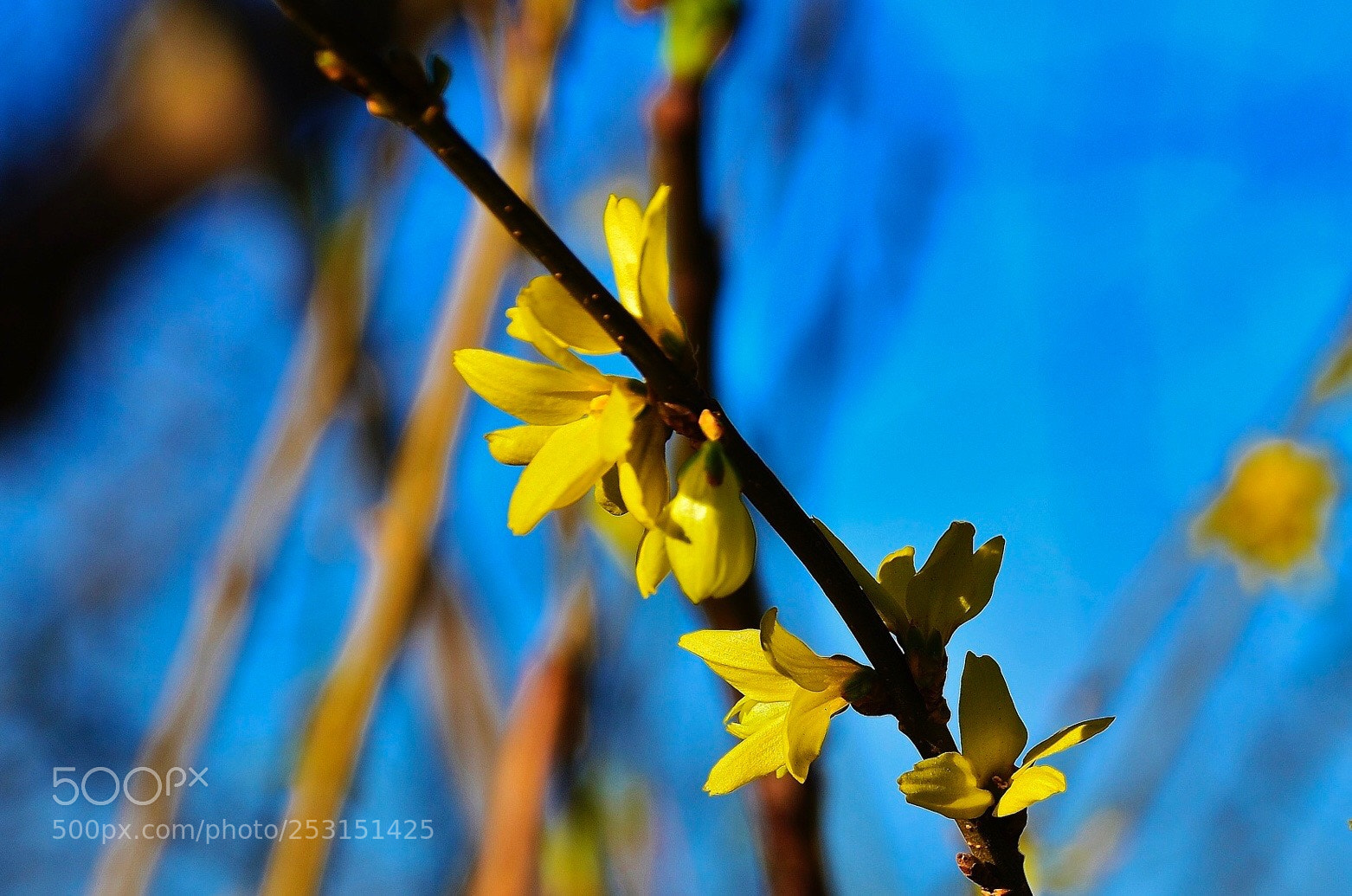 Nikon D7000 sample photo. Svg photography